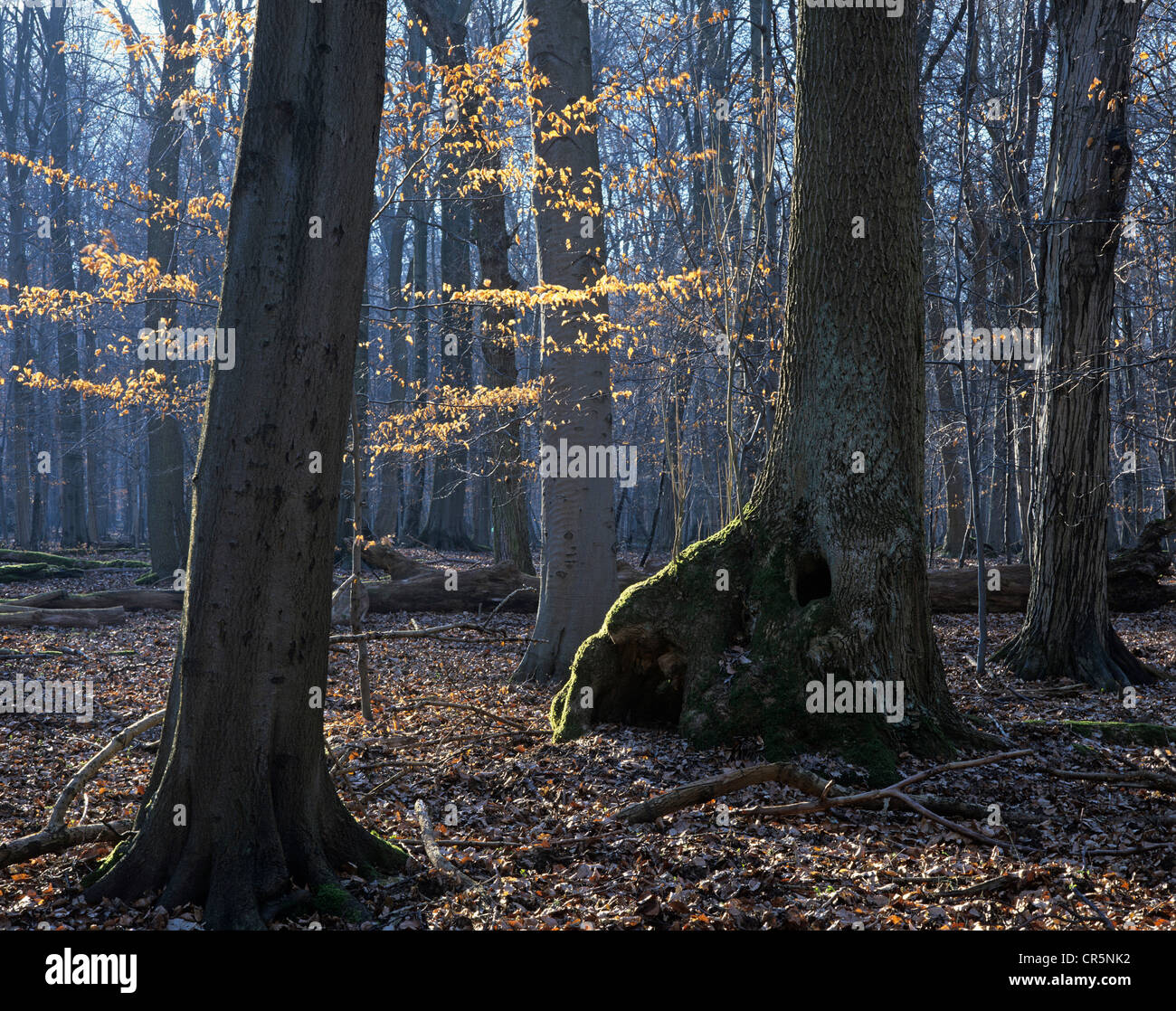 Foresta nel Parco Nazionale Hainich, patrimonio Unesco, Turingia, Germania, Europa Foto Stock