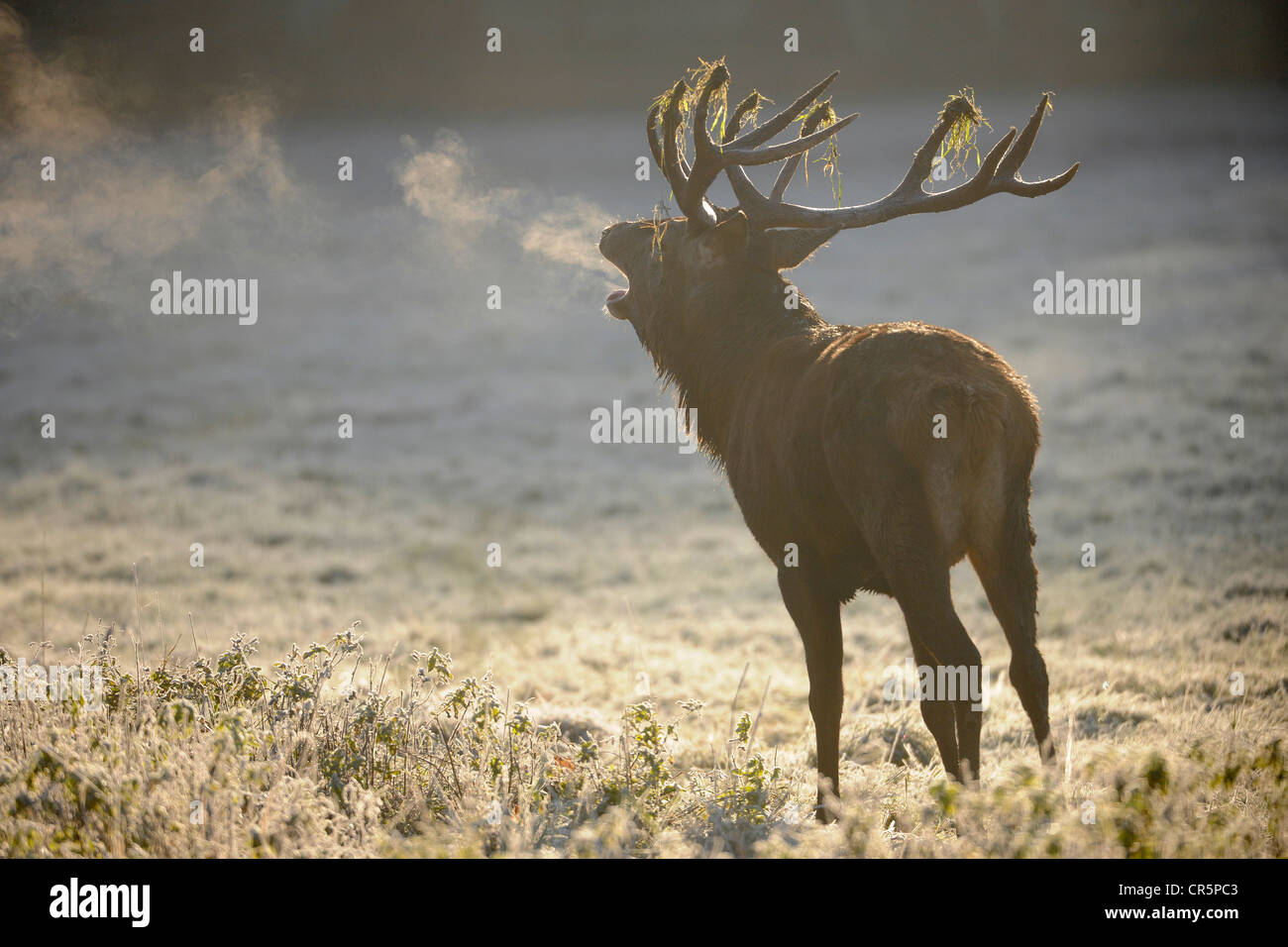 Il cervo (Cervus elaphus) roaring durante la stagione di solchi su un gelo-coperto radura nei primi, fredda mattina, Foto Stock