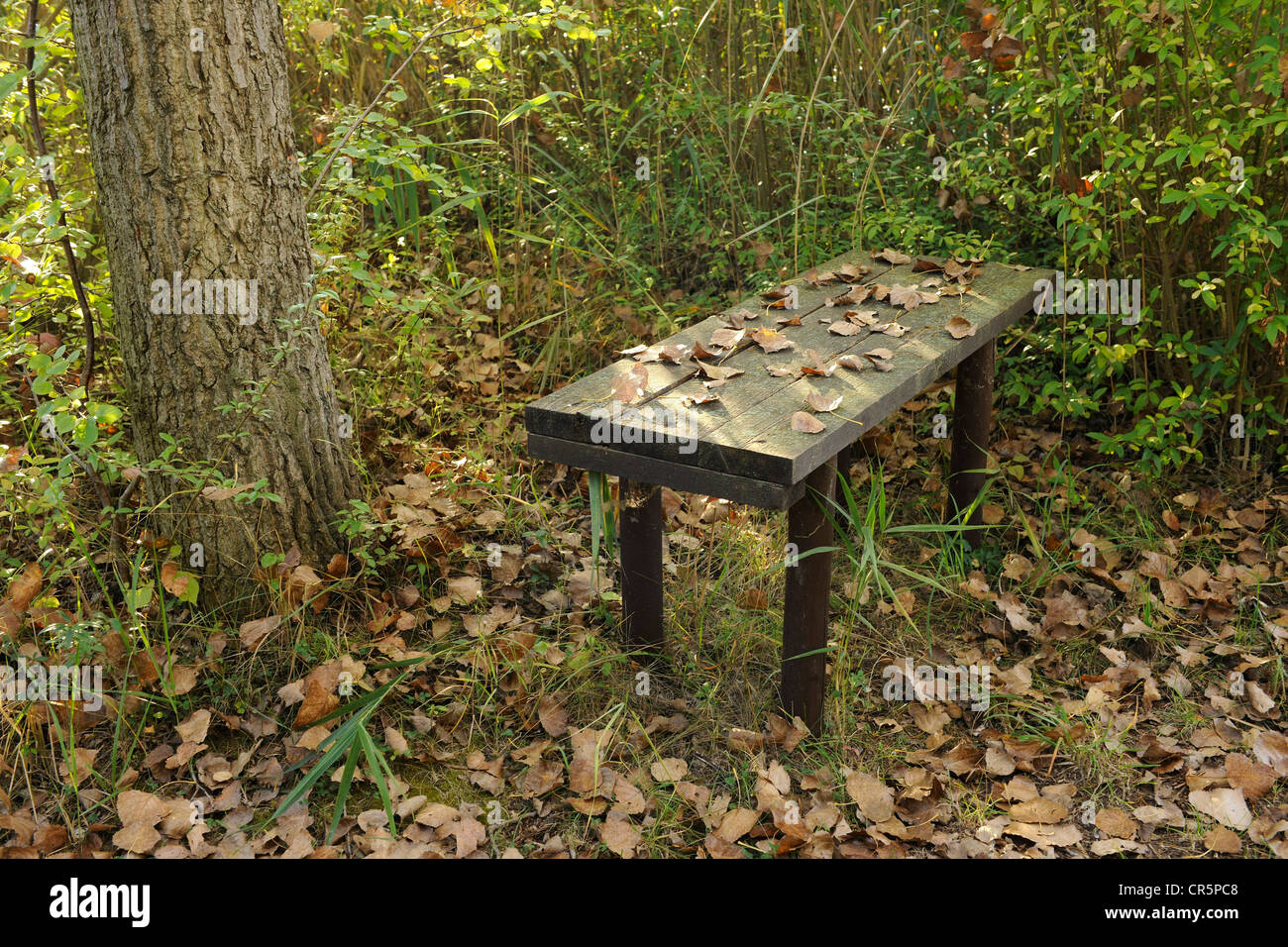 Isolato piccola panca di legno sotto gli alberi con foglie sul sedile, Turingia, Germania, Europa Foto Stock