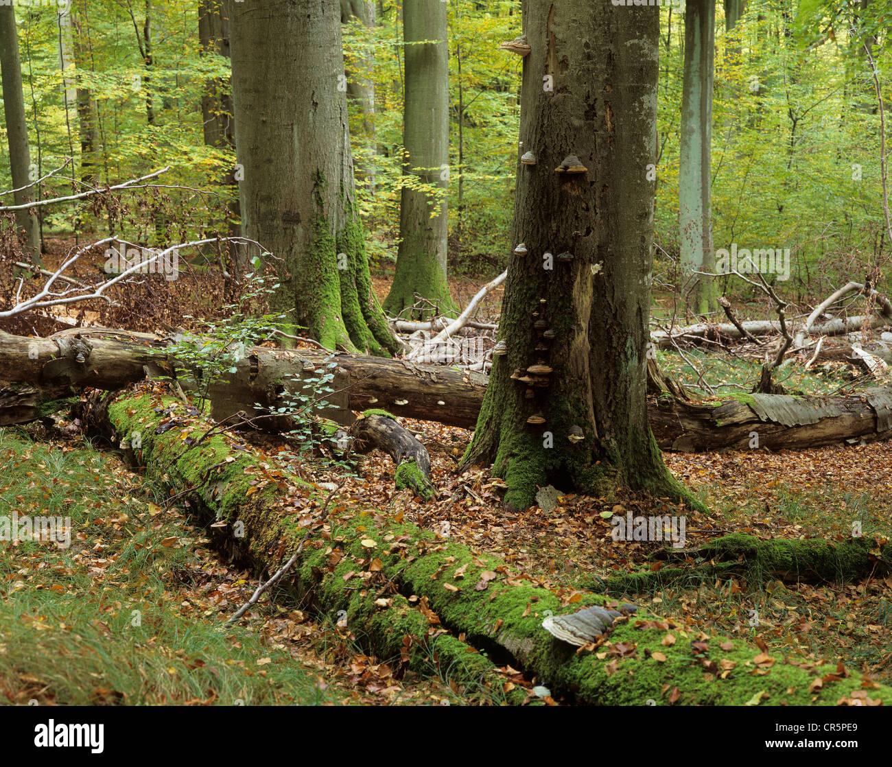 Vecchio faggio (Fagus sylvatica) alberi e legno morto, Patrimonio Mondiale UNESCO Parco Nazionale di Hainich, vicino a Eisenach, Turingia Foto Stock