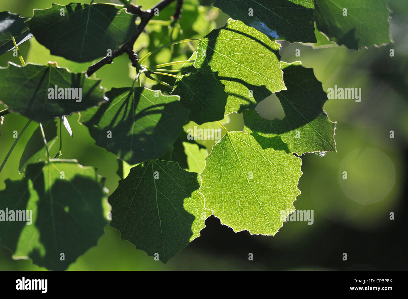 Aspen (Populus tremula), foglie con retroilluminazione, Germania, Eurpoa Foto Stock