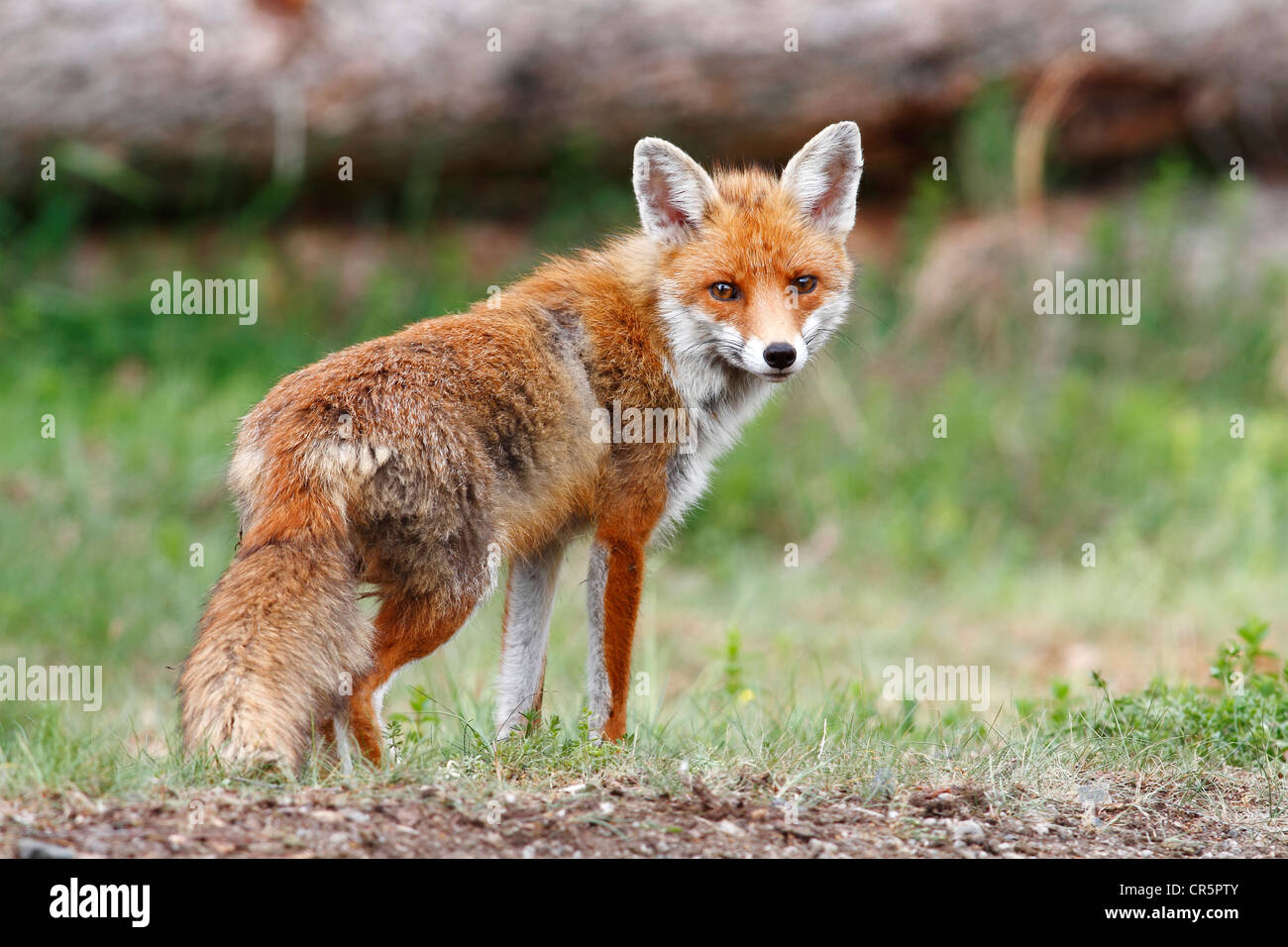Red Fox (Vulpes vulpes vulpes), femmina, in piedi, avviso, Neunkirchen, Siegerland distretto, Renania settentrionale-Vestfalia, Germania, Europa Foto Stock