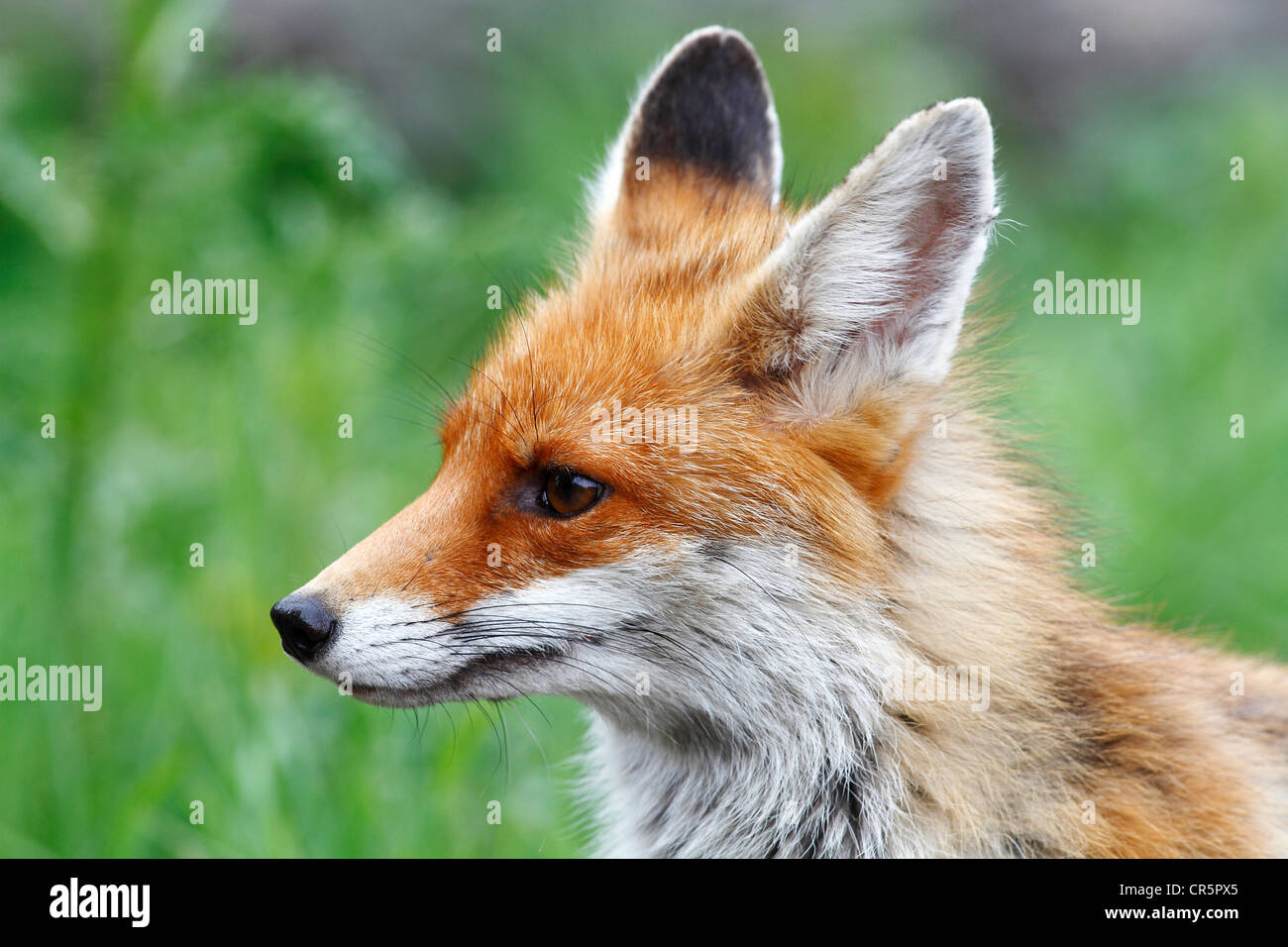 Red Fox (Vulpes vulpes vulpes), ritratto, Neunkirchen, Siegerland regione Renania settentrionale-Vestfalia, Germania, Europa Foto Stock