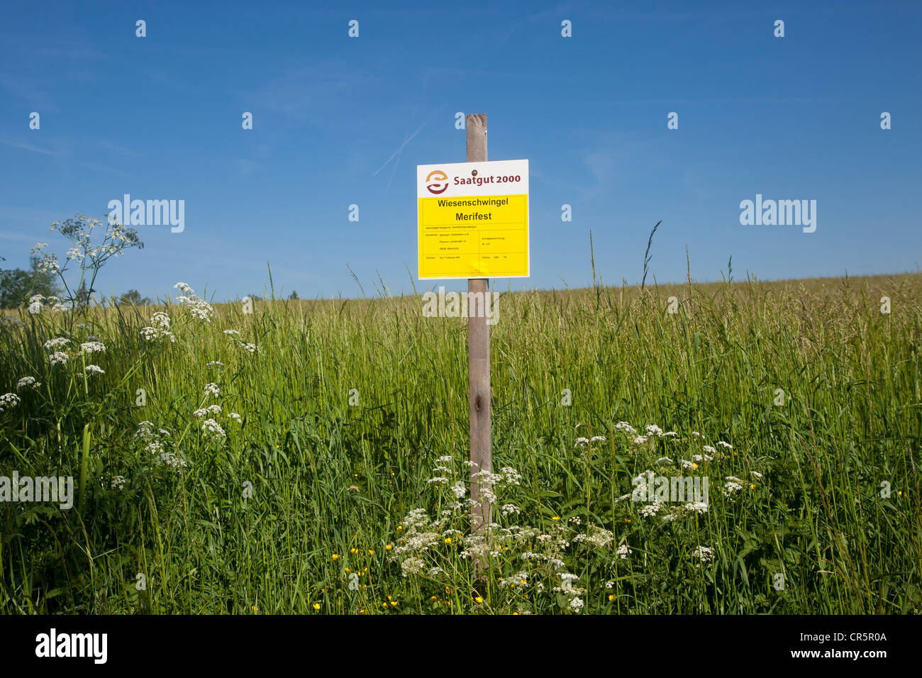 Campi sperimentali per sementi certificate, regione Vogtland, in Sassonia, Germania, Europa Foto Stock