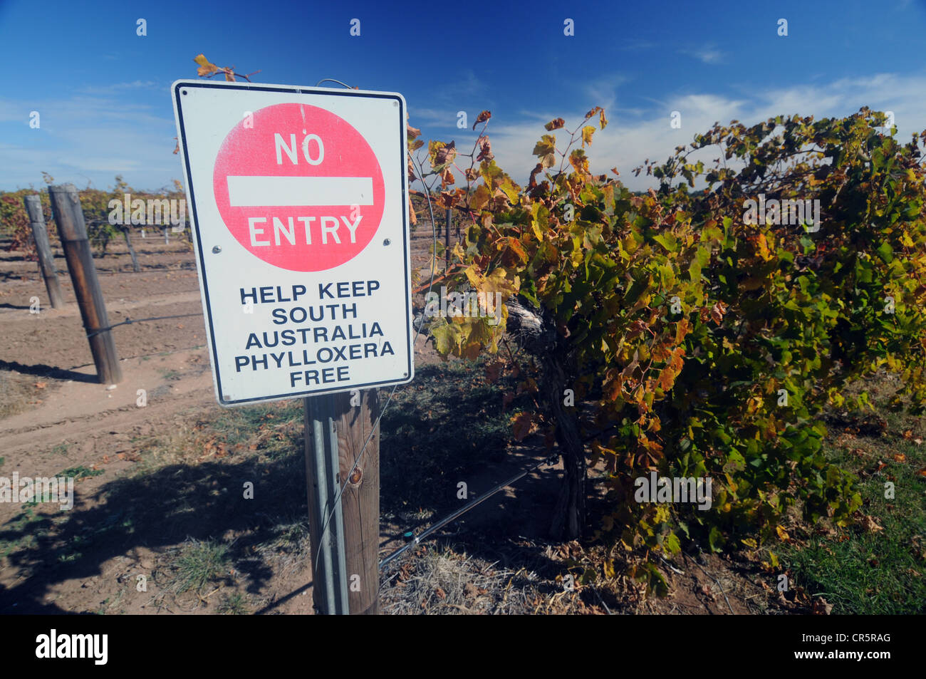 Segno dicendo nessuna voce - aiuta a mantenere il South Australia la fillossera libero. La Barossa Valley vineyard, Sud Australia. N. PR Foto Stock