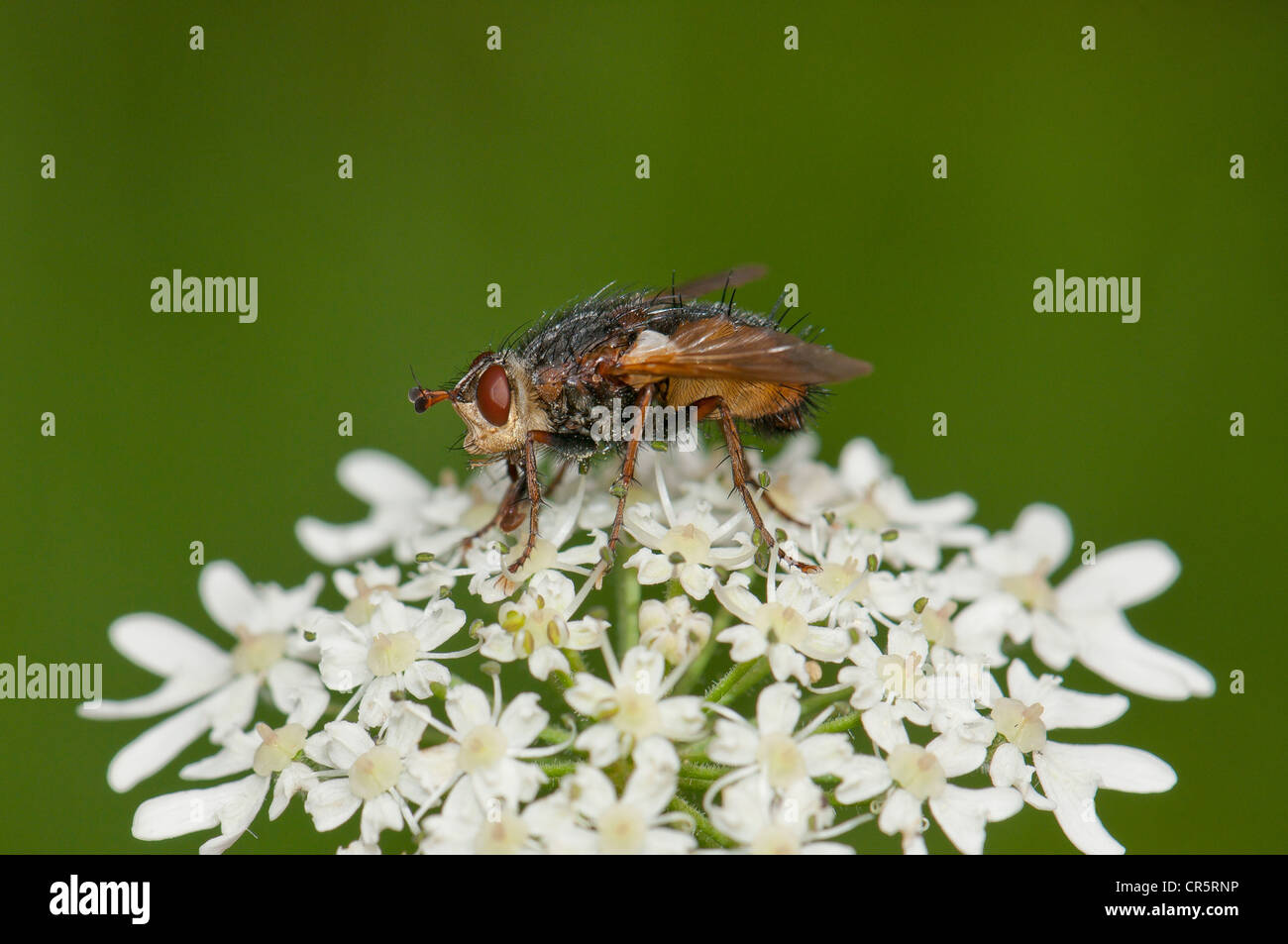 Mosca di casa specie (Graphomya maculata), su achillea, Moenchbruch riserva naturale vicino Francoforte Hesse, Germania, Europa Foto Stock