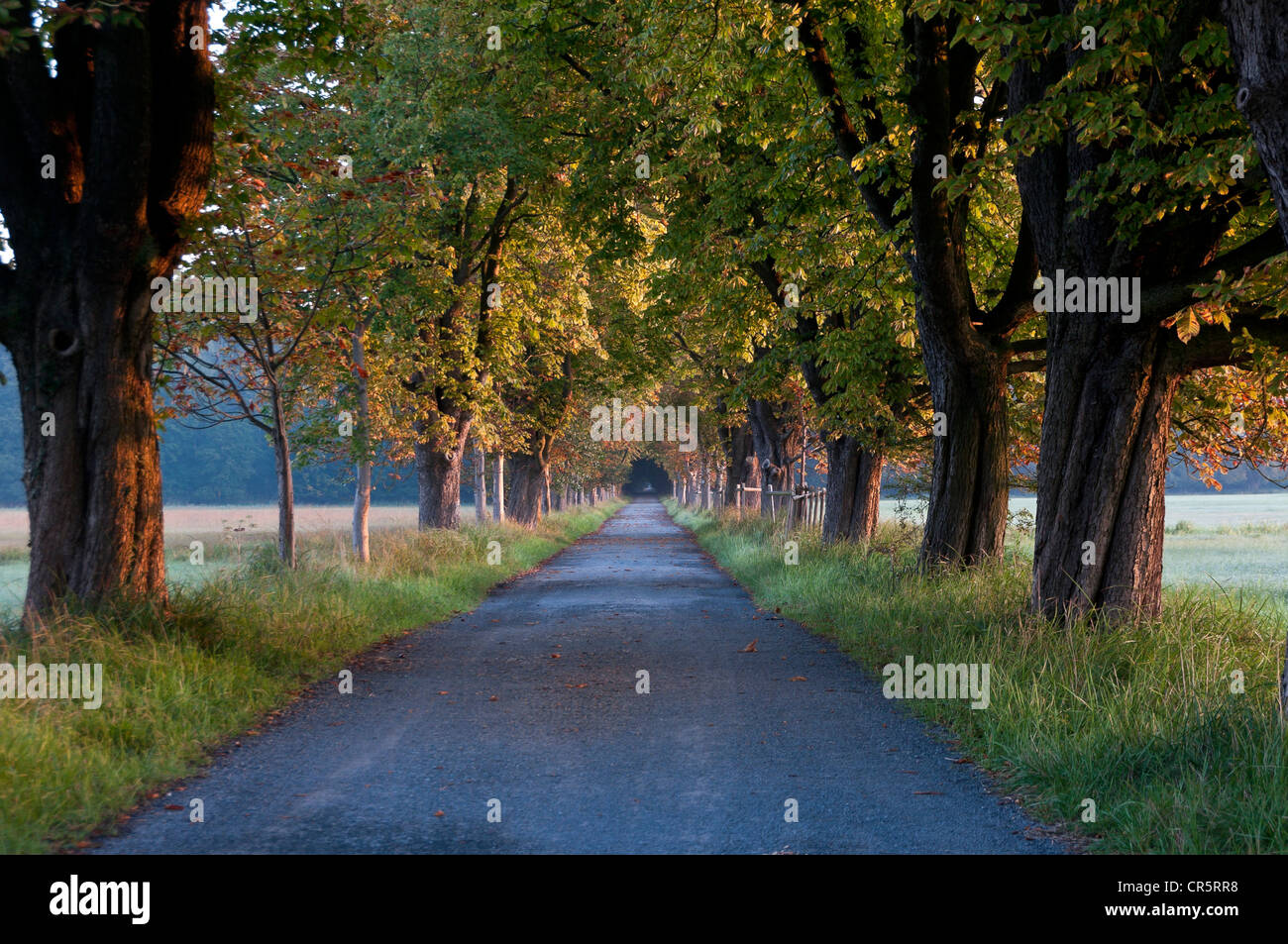 Strada alberata a inizio autunno, Moenchbruch riserva naturale vicino Francoforte Hesse, Germania, Europa Foto Stock