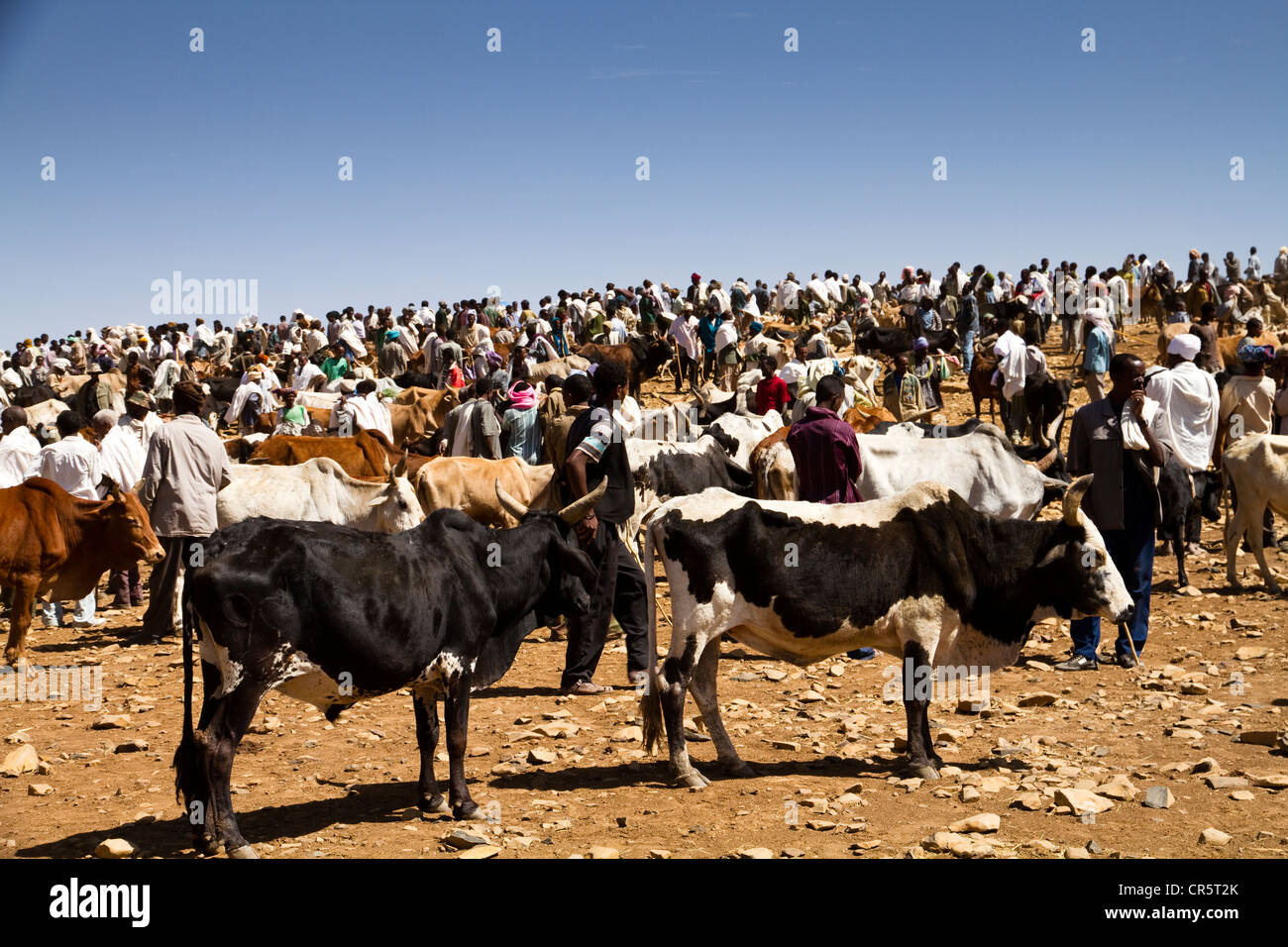 Mercato del Bestiame, Aksum, Etiopia, Africa Foto Stock