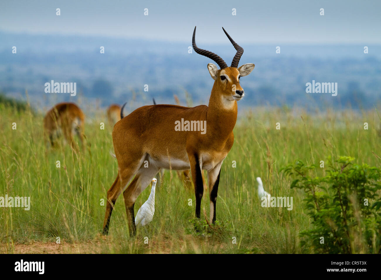 Kob ugandesi (Kobus kob thomasi), Murchison Falls National Park, Nord Uganda, Africa Foto Stock