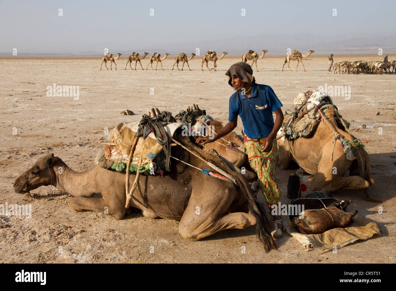 Il caricamento di cammelli con acqua e con acqua e cibo per il lontano i lavoratori nelle miniere di sale di Dallol, Danakil depressione, Etiopia, Africa Foto Stock