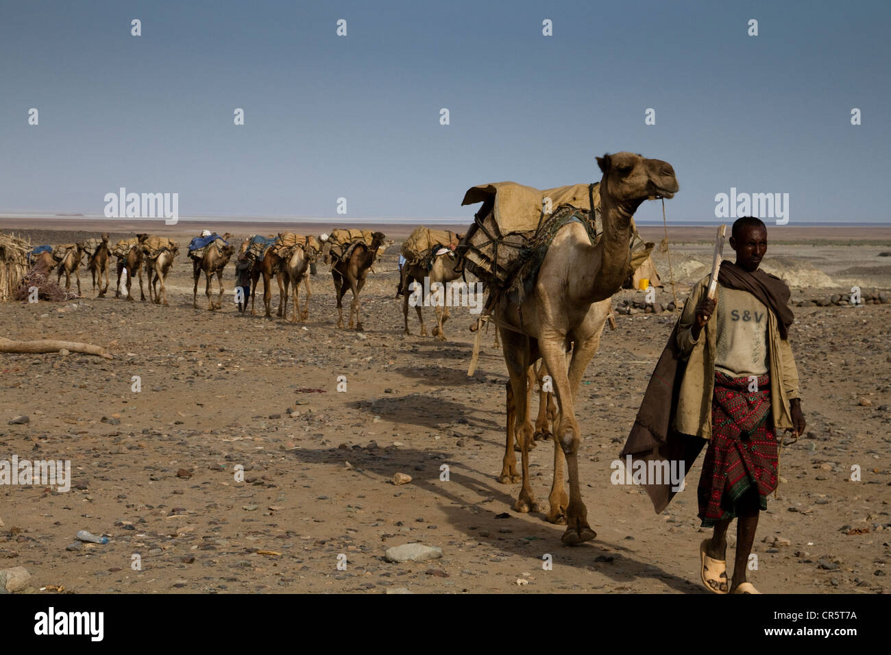 Carovane di cammelli provenienti dalla miniera di sale di Dallol, Hamed Ale, Danakil depressione, Etiopia, Africa Foto Stock