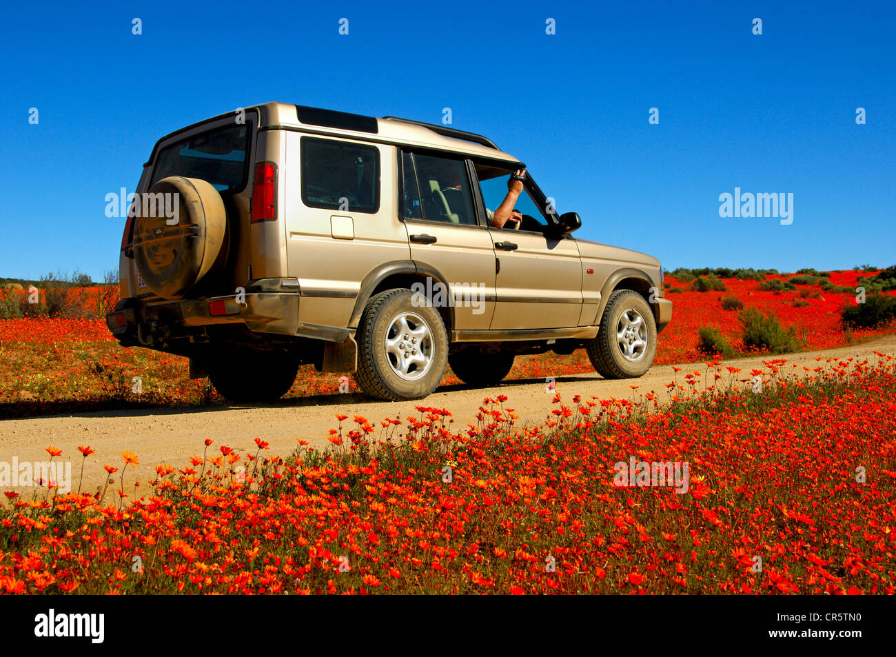 4WD a veicolo in marcia lungo una strada sterrata tra i prati tappezzate di densa di colore arancio fiori di lucida-eyed Parachute Daisy Foto Stock