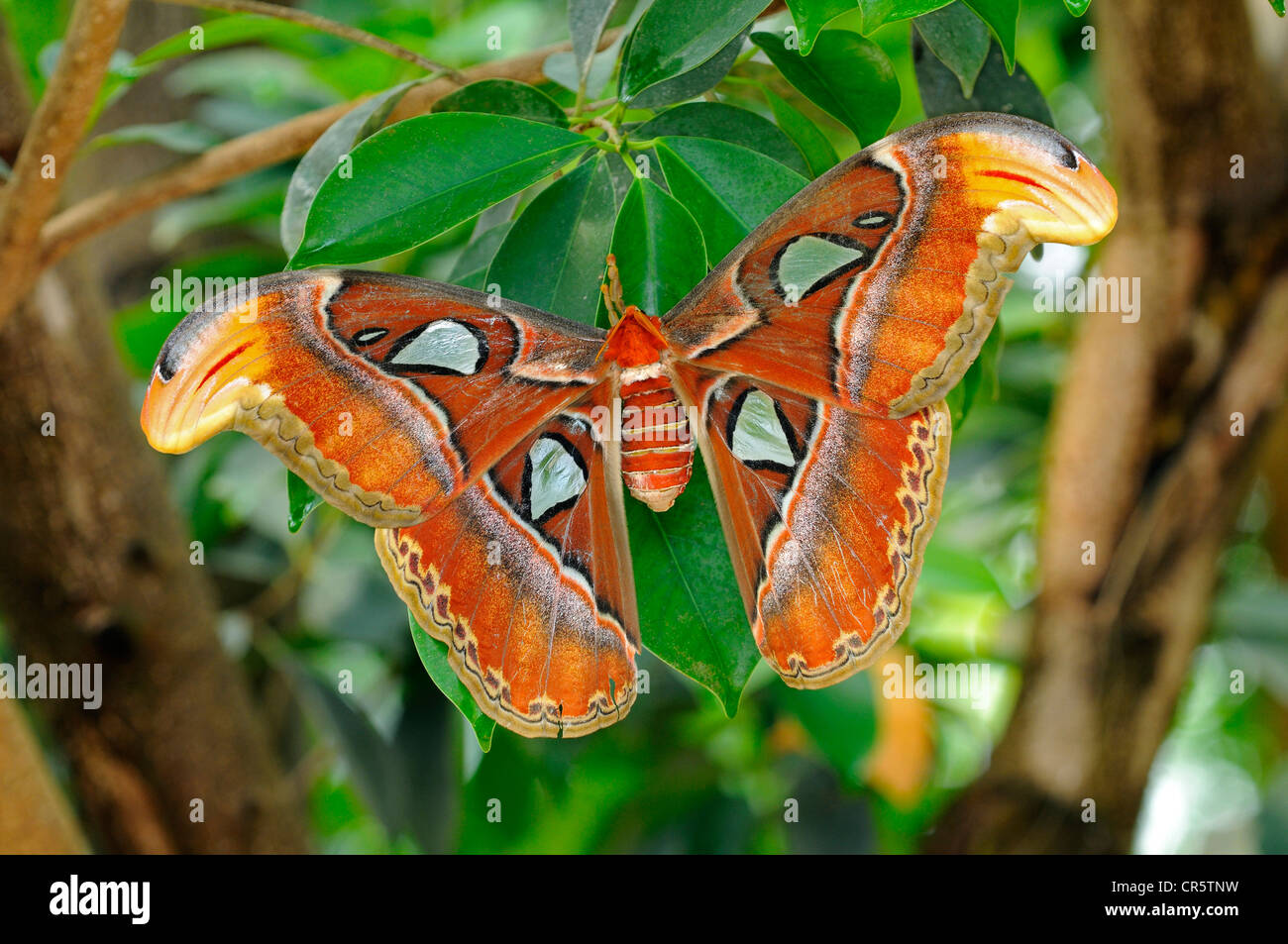 Atlas moth (Attacus atlas), habitat Thailandia, Asia Foto Stock