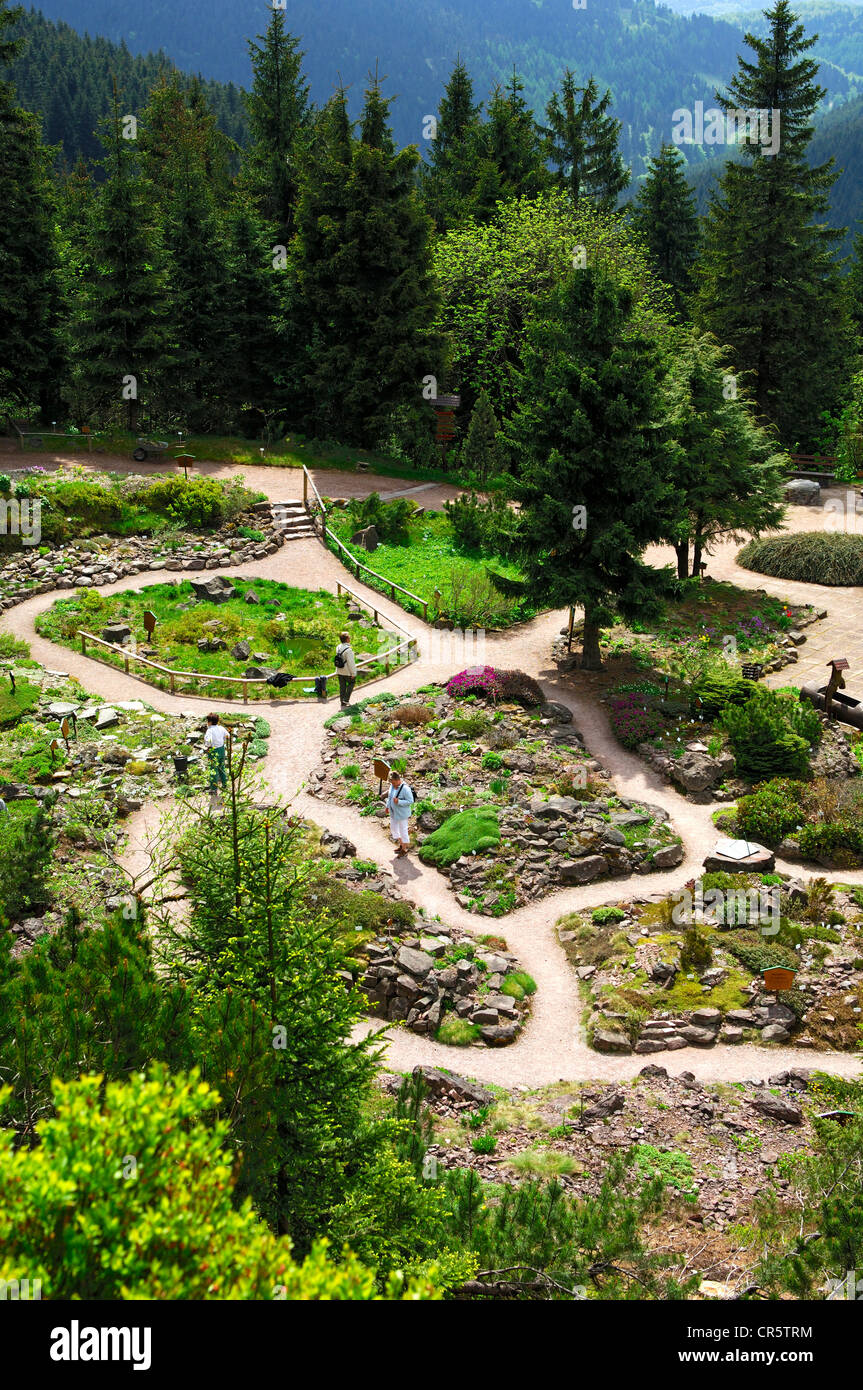 Rennsteiggarten, giardino botanico della flora di montagna, Oberhof, Turingia, Germania, Europa Foto Stock