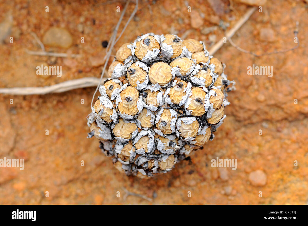 Conophytum sp. in stagione secca, Aizoaceae, Mesembs, Naries, Namaqualand, Sud Africa e Africa Foto Stock