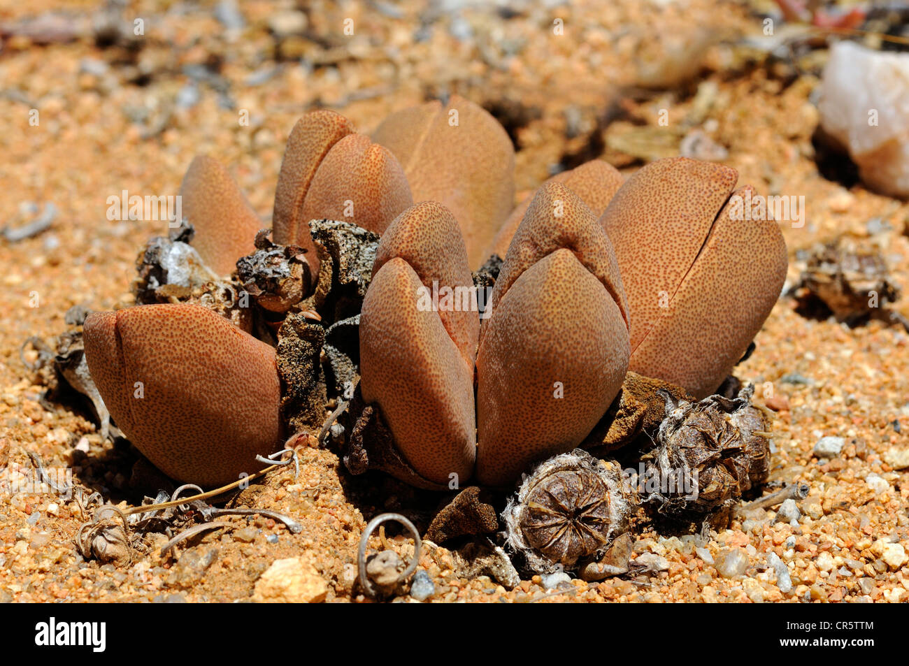 Pleiospilus sp., Aizoaceae, Mesembs, mimikry impianto, Goegap Riserva Naturale, Namaqualand, Sud Africa e Africa Foto Stock