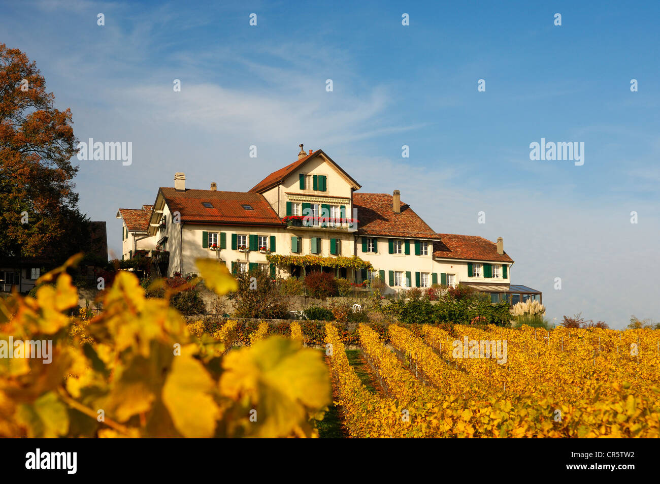 Vigne con la golden Foglie di autunno con Vaud home, Vufflens-le-Château, Vaud, Svizzera, Europa Foto Stock