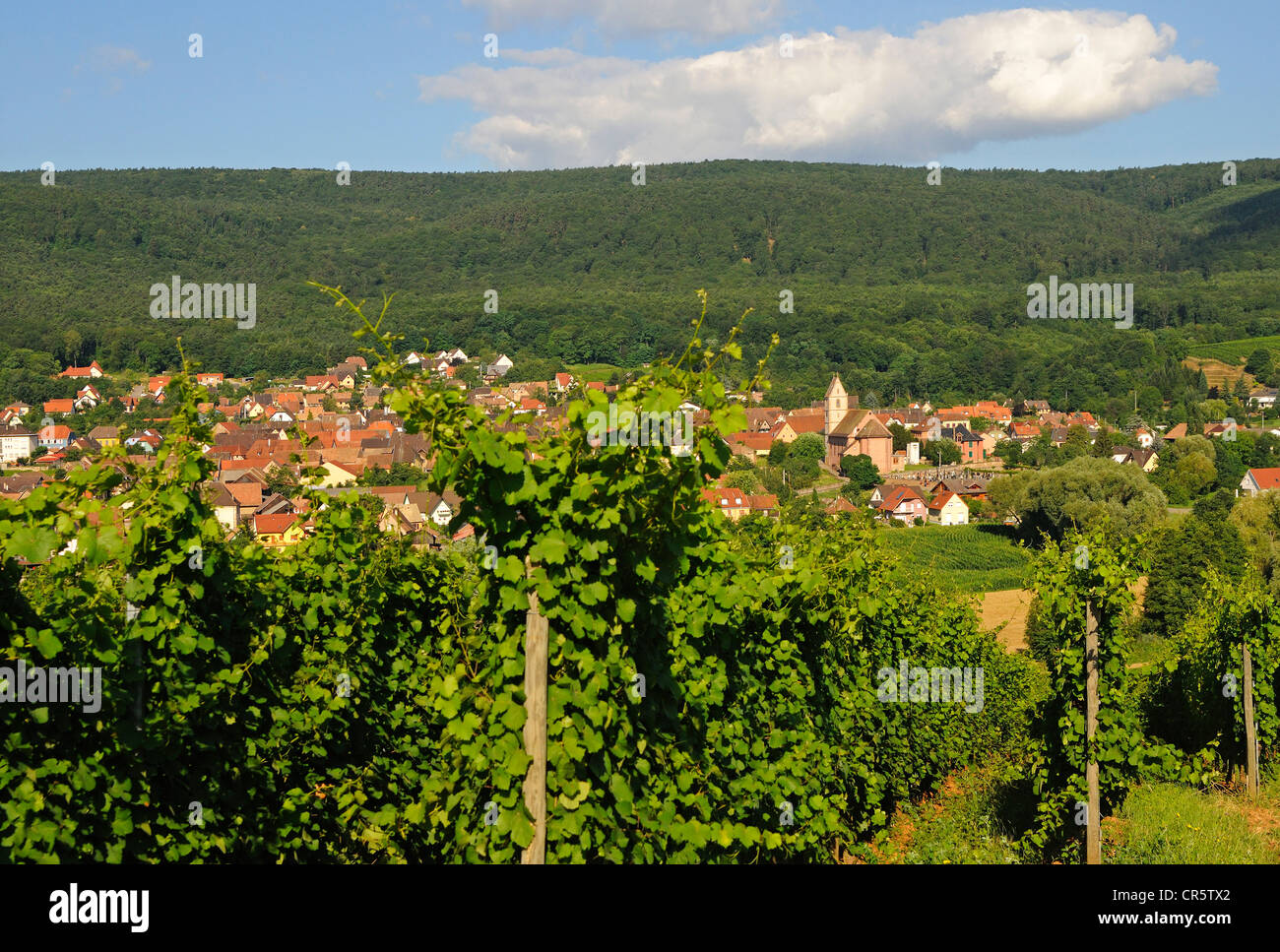 Il villaggio del vino di Orschwihr lungo l'Alsazia strada del vino e la Route des Vins d'Alsace, Alto Reno, Alsazia, Francia, Europa Foto Stock