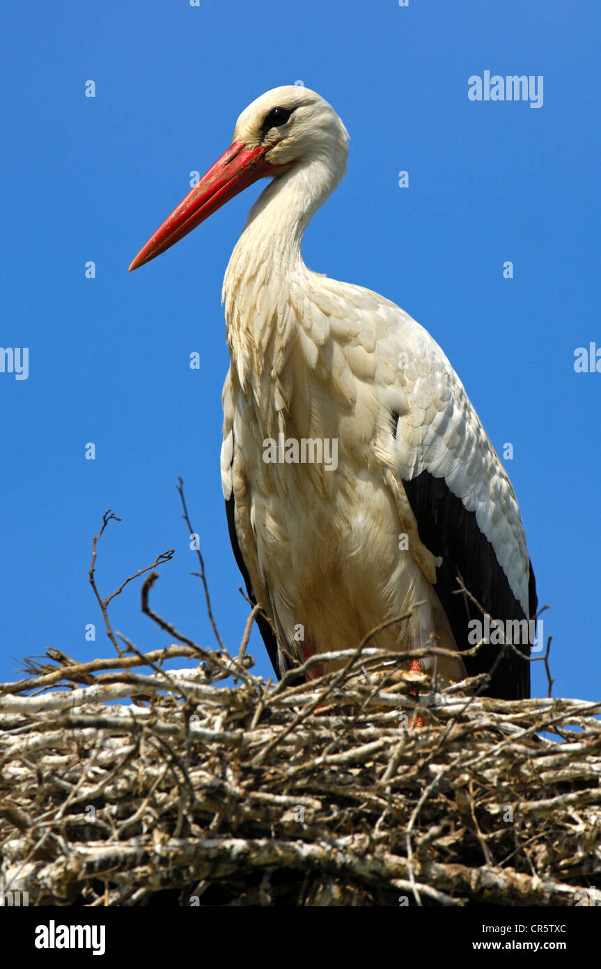 Cicogna bianca (Ciconia ciconia) sul nido Foto Stock