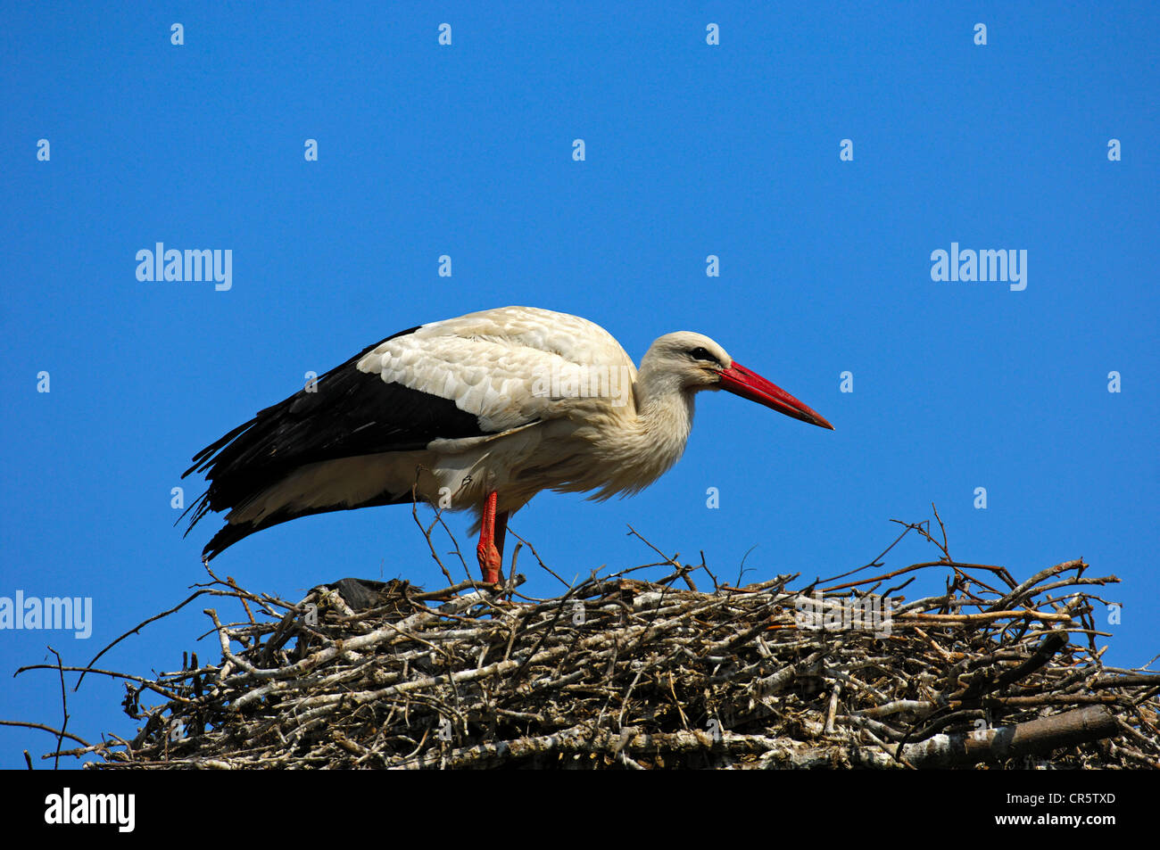 Cicogna bianca (Ciconia ciconia) sul nido Foto Stock