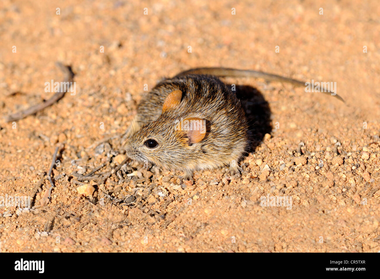African Four-Striped erba (Mouse Rhabdomys pumilio), Goegap Riserva Naturale, Namaqualand, Sud Africa e Africa Foto Stock