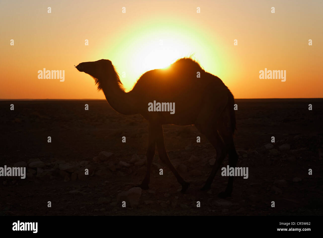 Dromedario (Camelus dromedarius), stagliano al tramonto nel deserto del Sahara vicino a Ksar Ghilane, Tunisia, Maghreb, Africa Settentrionale, Africa Foto Stock