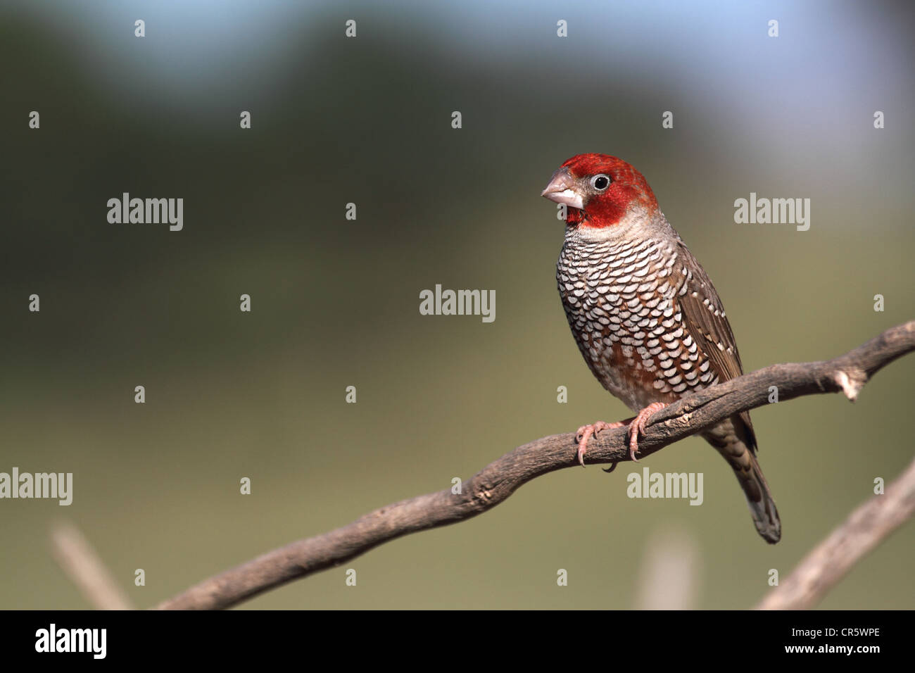 Redheaded finch, unico maschio adulto appollaiato Foto Stock