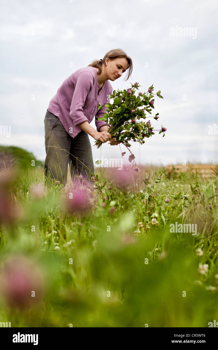 Giovane donna (35 anni) la raccolta di trifoglio in fiore su un fiore selvatico prato Foto Stock