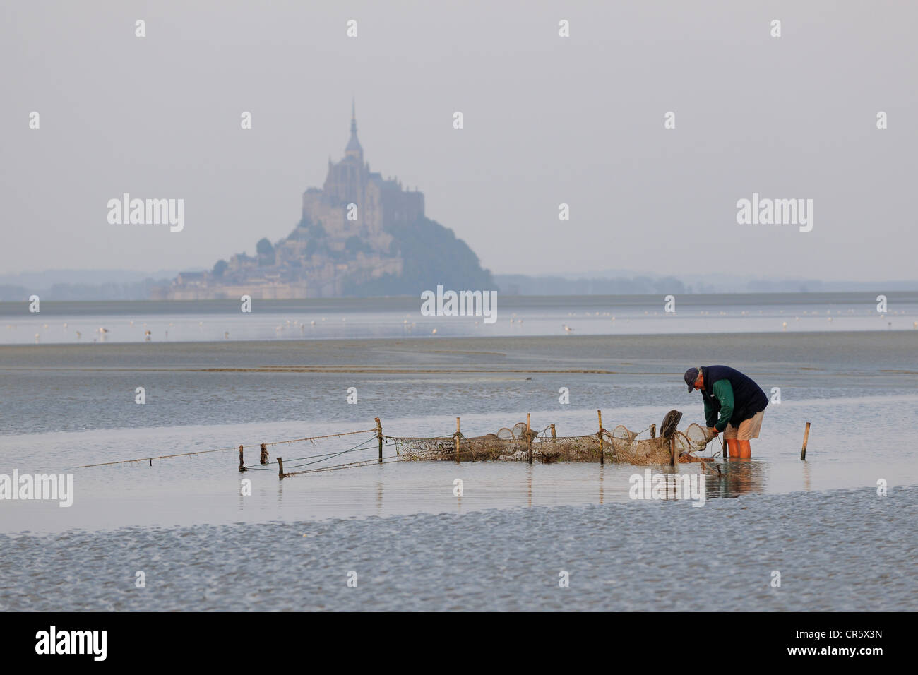 Francia, Manche, Baia di Mont Saint Michel, patrimonio mondiale dell UNESCO, Spiaggia pescatore Guy Jugan sollevando le sue reti piena di crangon Foto Stock