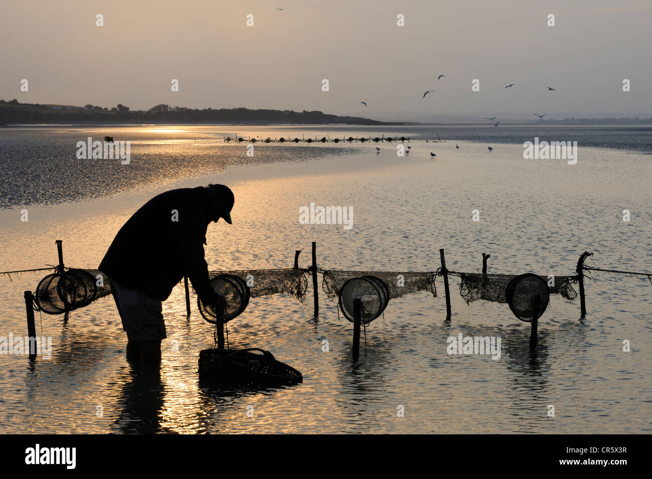 Francia, Manche, Baia di Mont Saint Michel, Spiaggia pescatore Guy Jugan sollevando le sue reti piena di " Crangon crangon " gamberetti all'alba Foto Stock