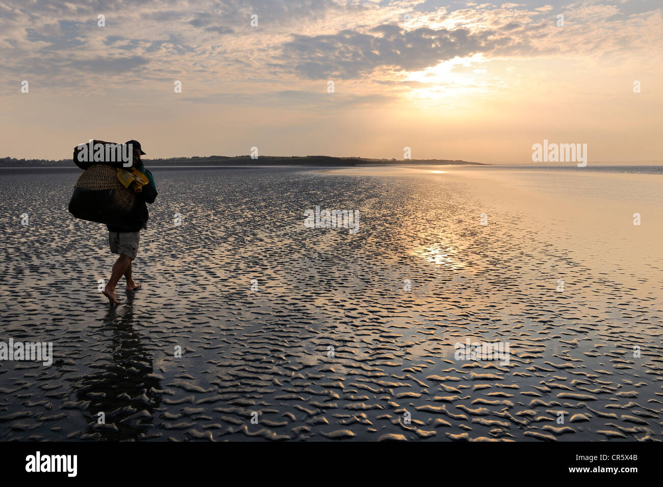 Francia, Manche, Baia di Mont Saint Michel, Spiaggia pescatore Guy Jugan sollevando le sue reti piena di " Crangon crangon " gamberetti Foto Stock