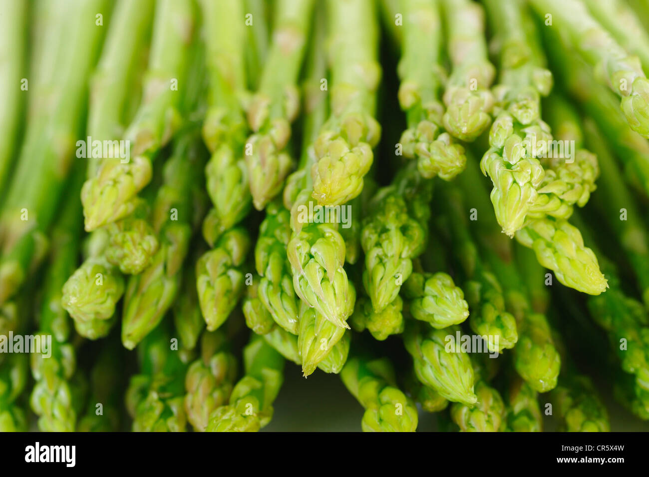 Asparagi freschi Foto Stock