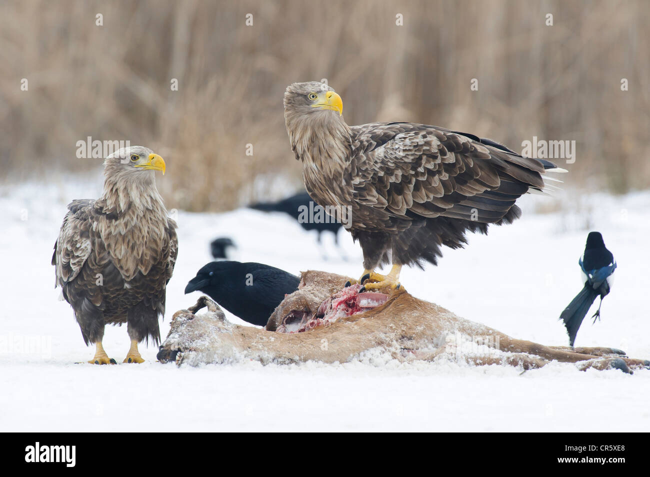 White-tailed eagle (Haliaeetus albicilla), feldberger seenlandschaft, mecklenburg-vorpommern, Germania Foto Stock