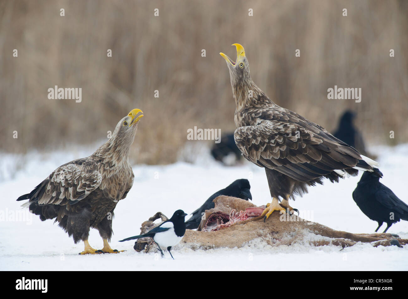 White-tailed eagle (Haliaeetus albicilla), feldberger seenlandschaft, mecklenburg-vorpommern, Germania Foto Stock