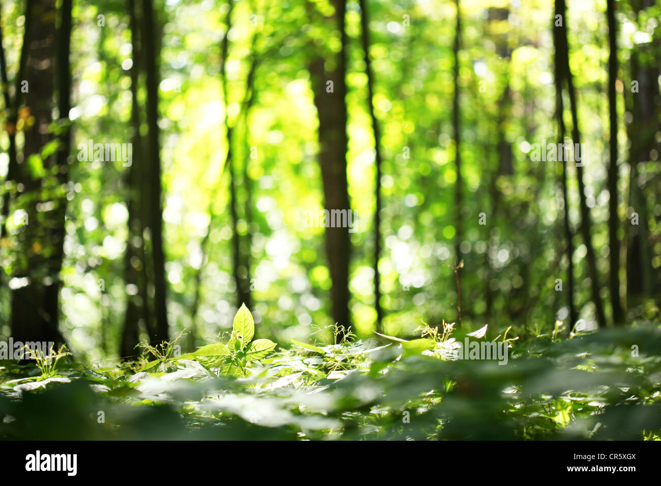 Forest blur sullo sfondo Foto Stock