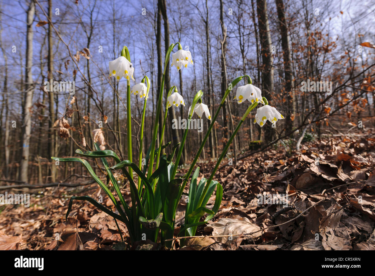 Il simbolo del fiocco di neve di primavera (leucojum vernum), Germania Foto Stock