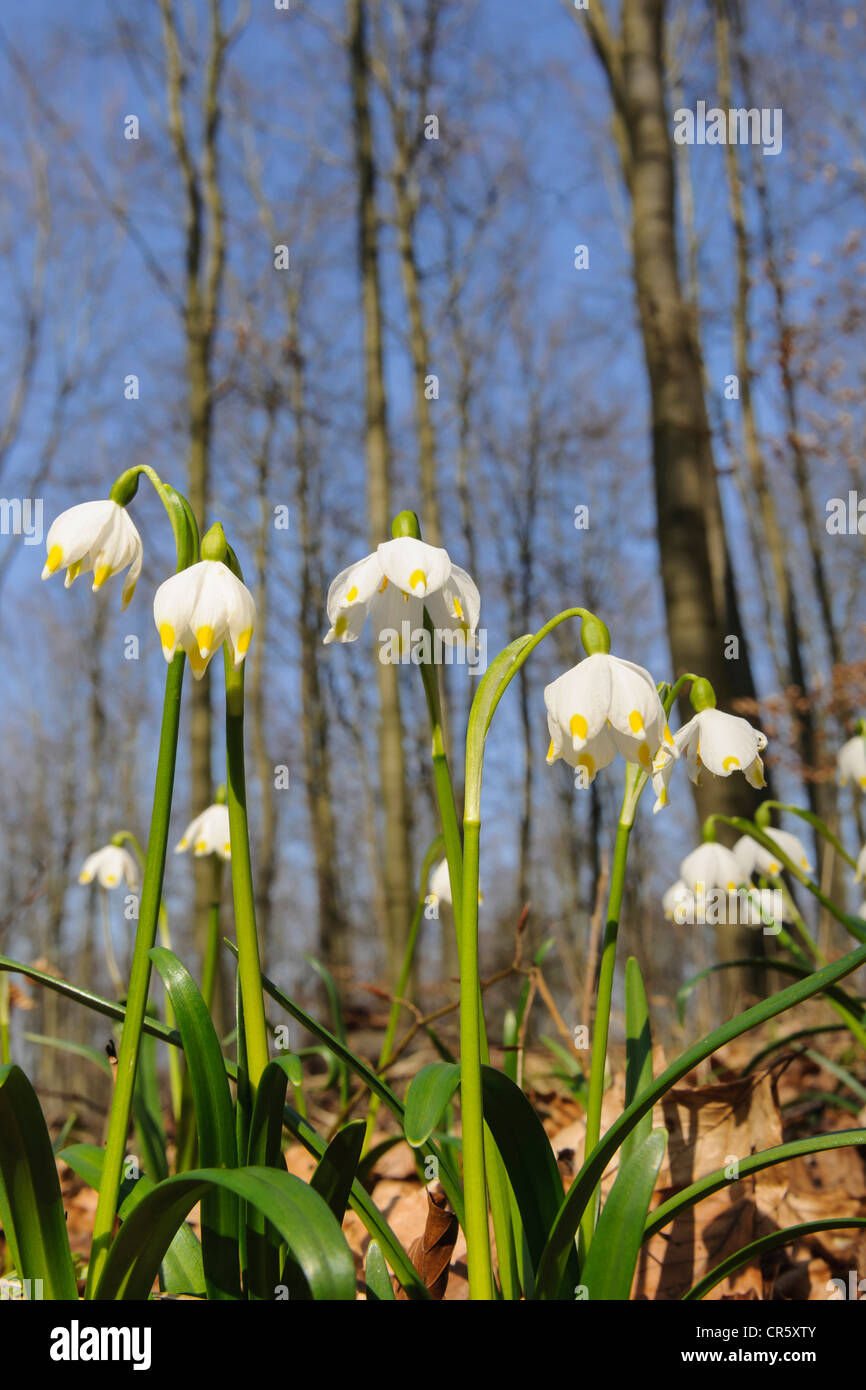 Il simbolo del fiocco di neve di primavera (leucojum vernum), Germania Foto Stock