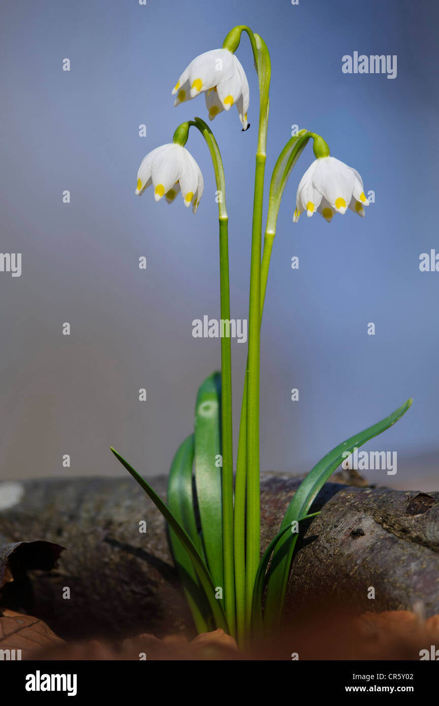 Il simbolo del fiocco di neve di primavera (leucojum vernum), Germania Foto Stock