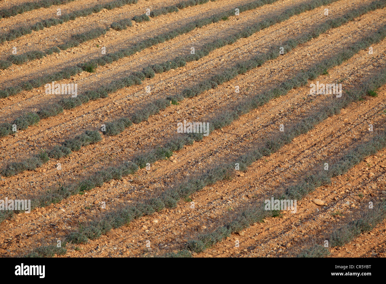 Campo di lavanda in inverno Foto Stock