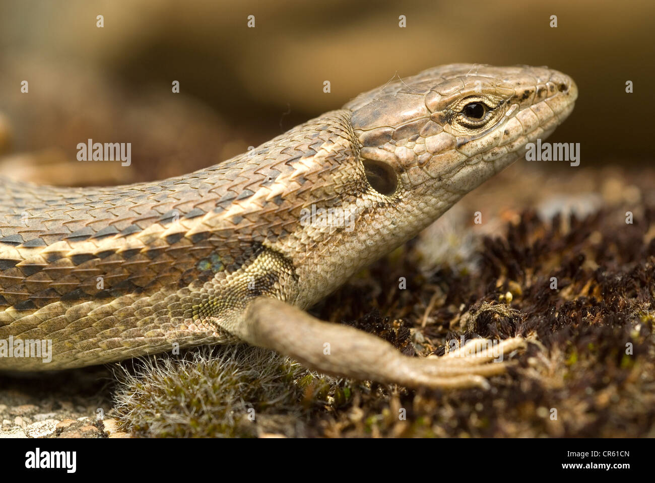 Grandi Psammodromus lizard (Psammodromus algirus) Foto Stock