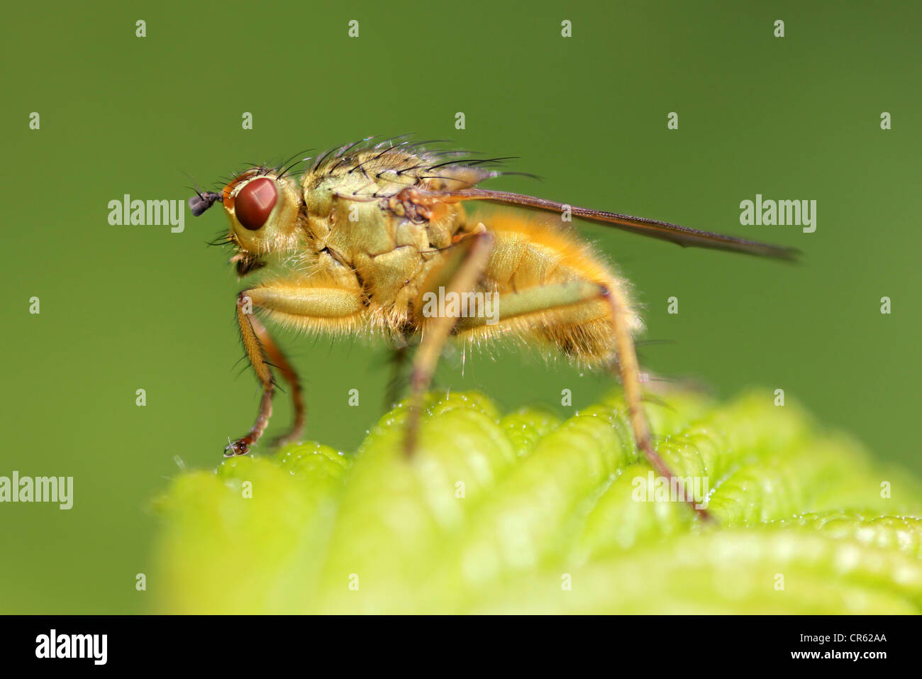 Sterco di giallo-fly Scatophaga stercoraria Foto Stock