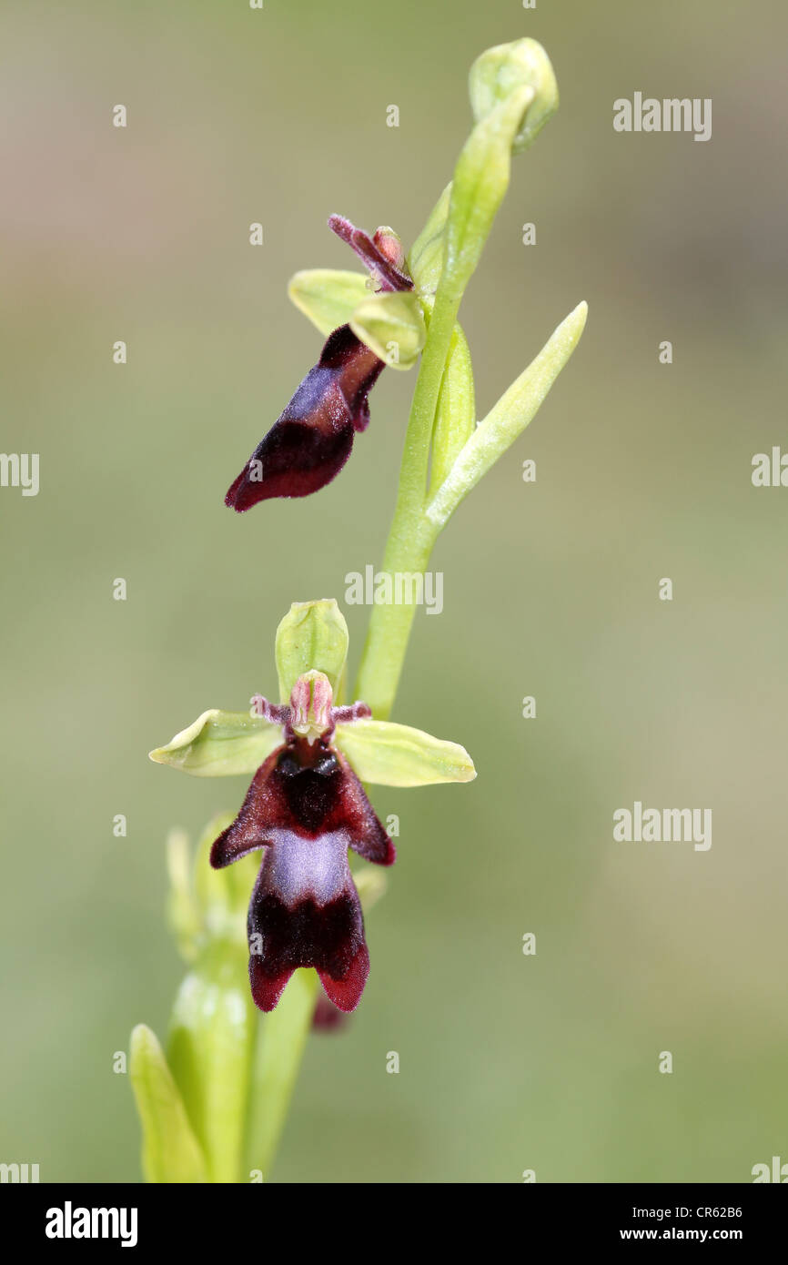 Fly Orchid Ophrys insectifera Foto Stock