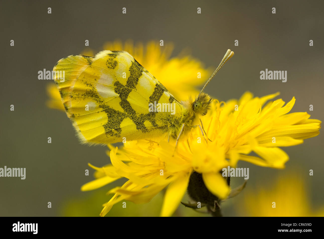 Provenza o marocchina punta arancione farfalla (Anthocharis euphenoides) Foto Stock