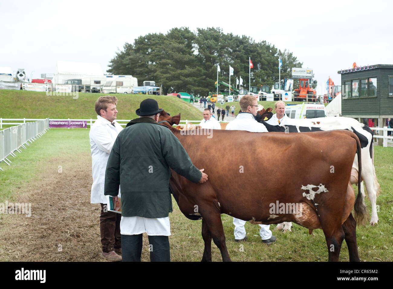 St Albans, Cornwall, Regno Unito - Royal Cornwall Show 2012 - bovini la concorrenza. Foto Stock