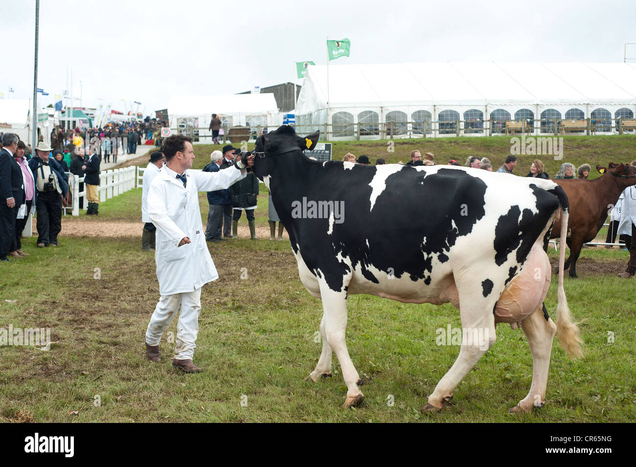 St Albans, Cornwall, Regno Unito - Royal Cornwall Show 2012 - bovini la concorrenza. Foto Stock