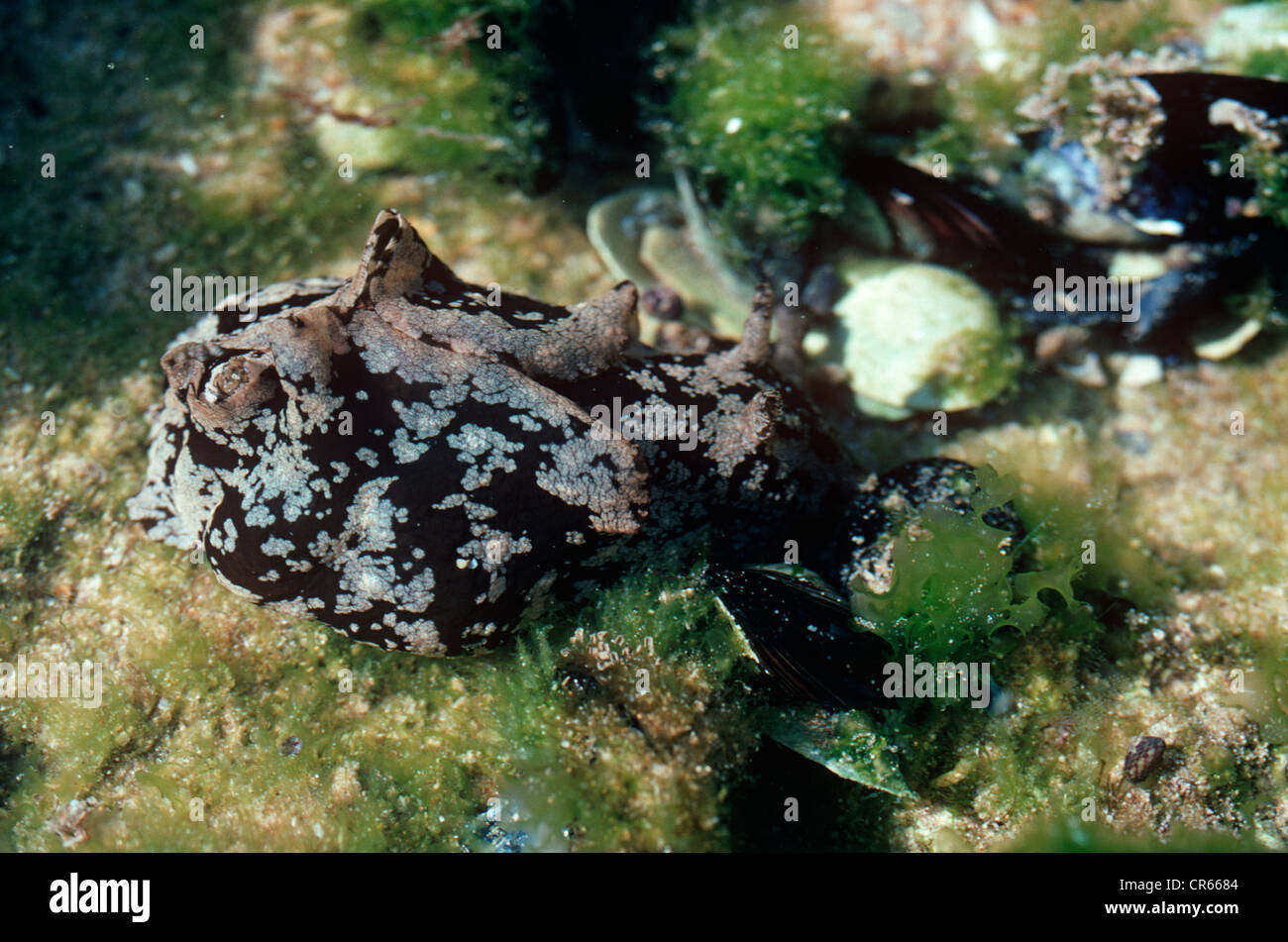 Sea-lepre, un mare-slug (Aplysia punctata) Portogallo Foto Stock