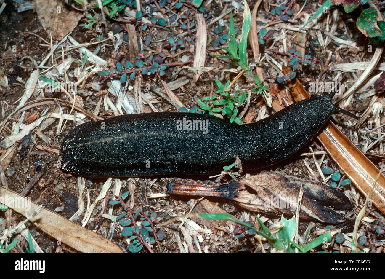 Tropical Leatherleaf Slug (Laevicaulis alte), resistente di pelle chiara e molto resistenti alla disidratazione del Kenya Foto Stock