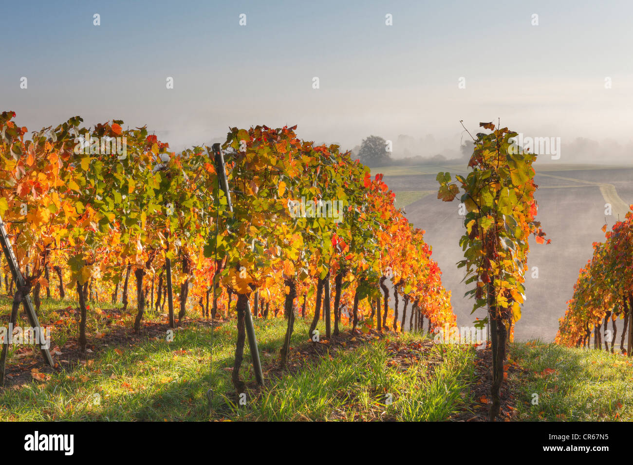 In Germania, in Baviera, Theilheimer Mainleite vicino Waigolshausen, vista del vigneto Foto Stock