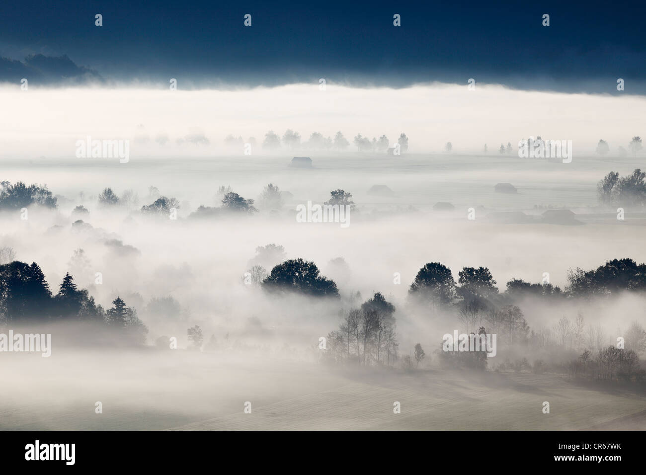 In Germania, in Baviera, Loisach Moor, vista di albero nella nebbia Foto Stock