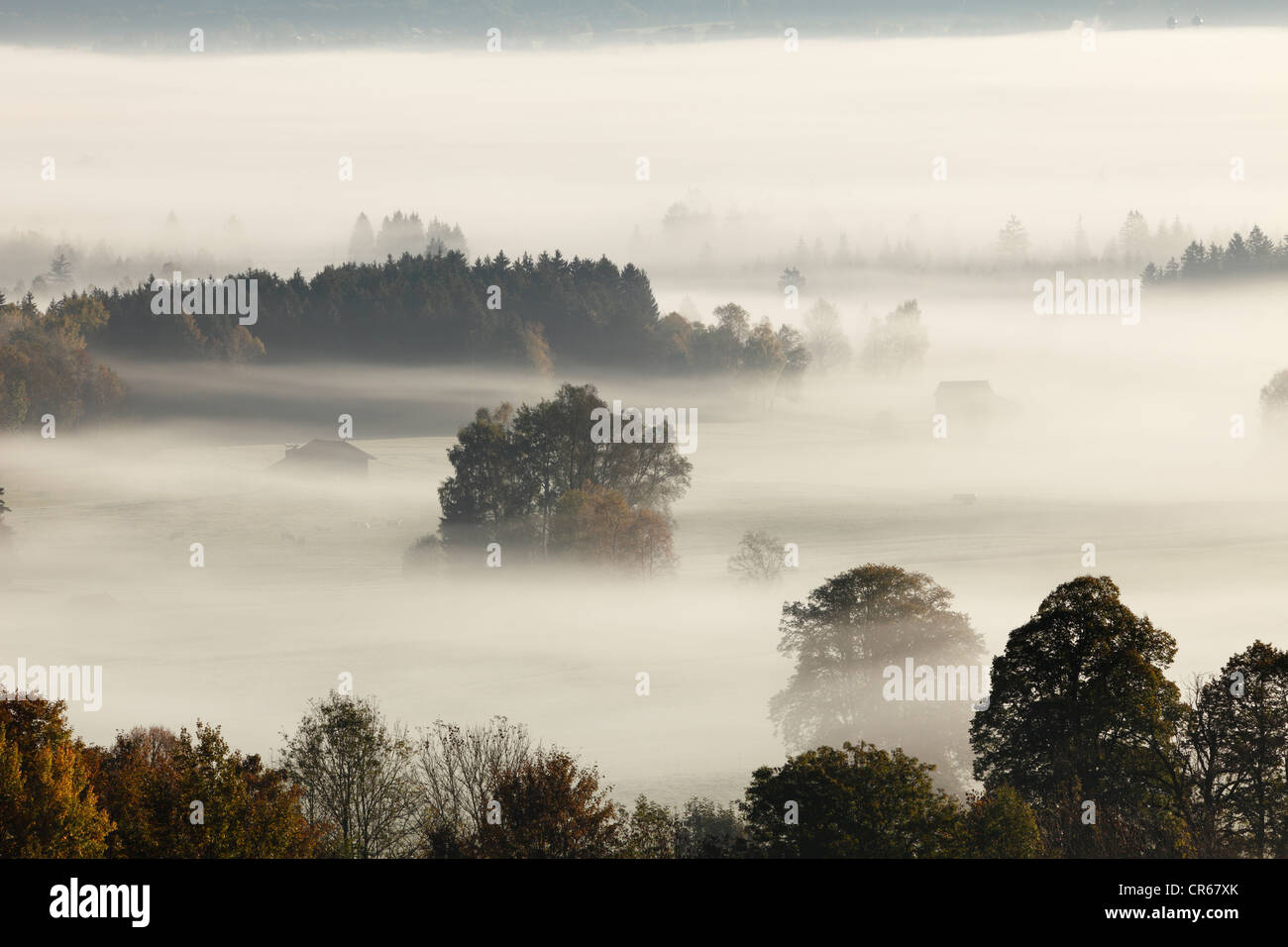 In Germania, in Baviera, Loisach Moor, vista di albero nella nebbia Foto Stock